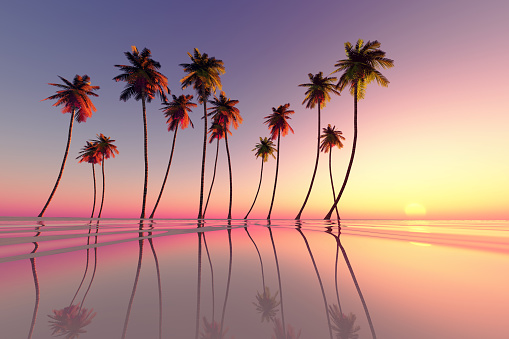 coconut palms at pink tropical sunset over calm sea