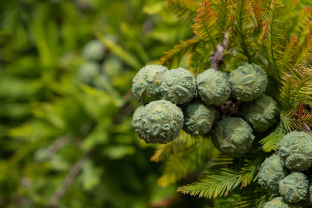 Taxodium distichum (Bald Cypress), cones and foliage, summer green background. Space for text