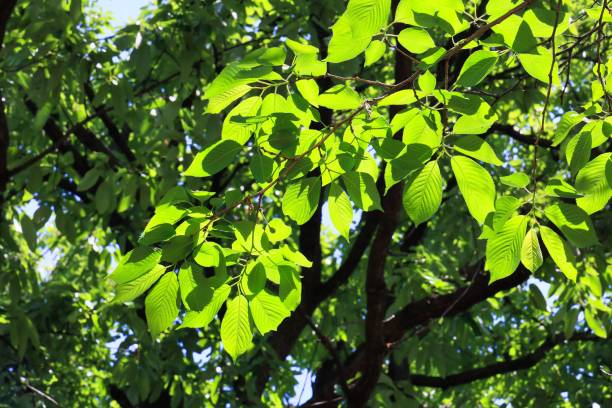 istock Sunny sky and fresh green in early summer Ecology image 1406026439