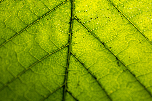 Macro Close Up of Natural Leaf Background