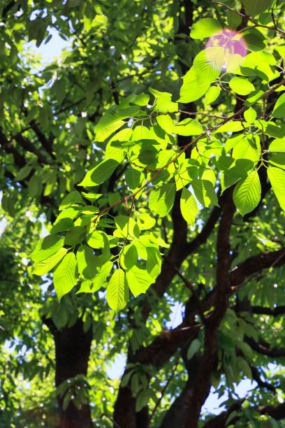 istock Sunny sky and fresh green in early summer Ecology image 1406026456
