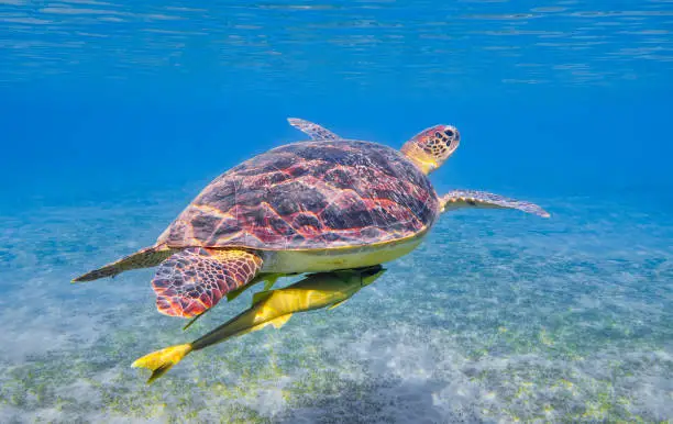 Photo of Green Sea Turtle and Remora Fish swimming in Red Sea / Marsa Alam