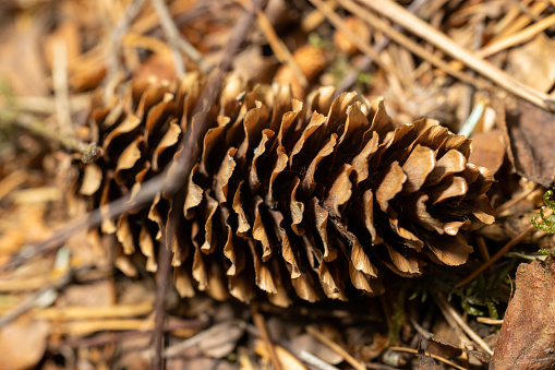 Green pine cones in a Pine Tree