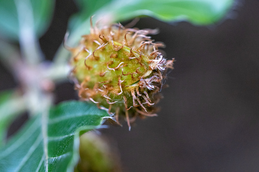 Close up photo of Beech nut on tree