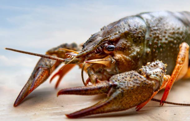 Alive Crayfish or Lobster on a white background. Selective focus
