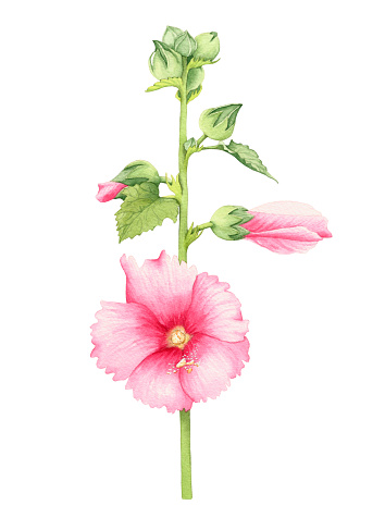 Pink mallow flower. Watercolor illustration, element on a white background. Summer flower.