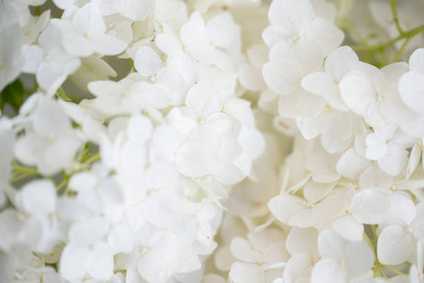 istock Background of white small flowers. 1406028014