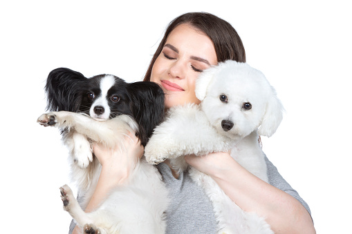 A cute young woman is holding her papillon and bichon puppy. Love between owner and dog. The girl plays with the dogs. Pets.