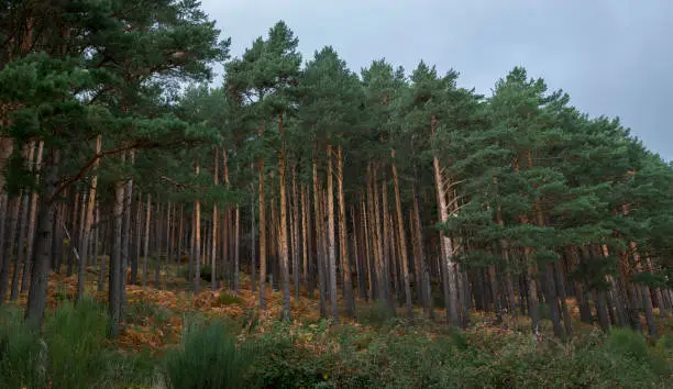 Photo of Forest of Scots pine tree, Pinus sylvestris