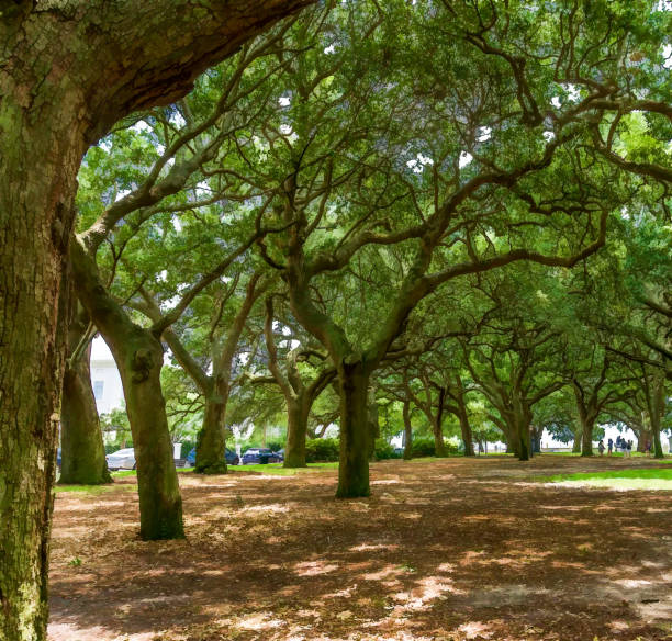 istock Charleston Live Oaks Illustration 1406028567