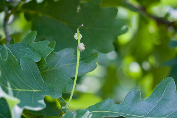 istock Young oak shoots on a tree branch, a young acorn. 1406030020