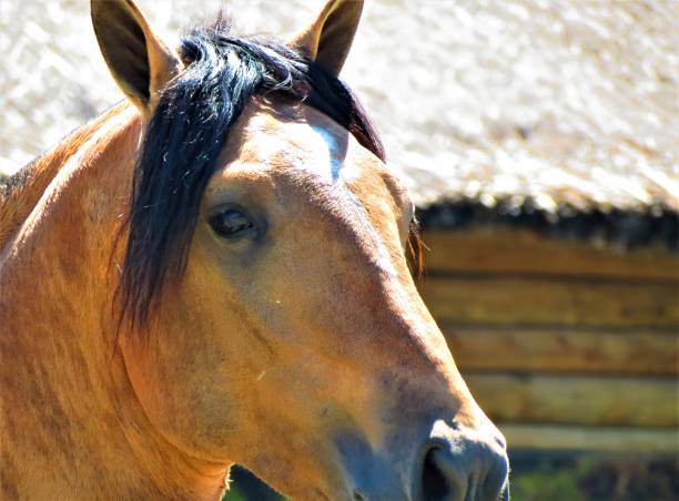 istock A horse portrait. 1406030984