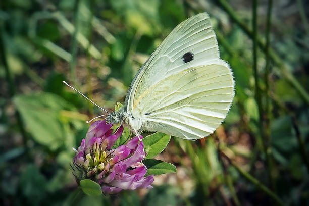 Pieris rapae Small White Butterfly Insect. Digitally Enhanced Photograph.