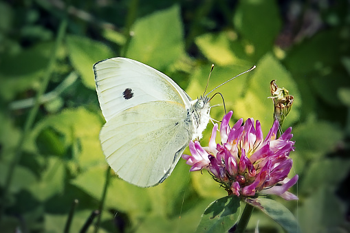 Pieris rapae Small White Butterfly Insect. Digitally Enhanced Photograph.