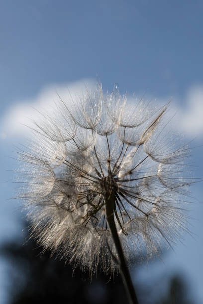 istock texture of large dandelion in front of defocused blue sky 1406031136