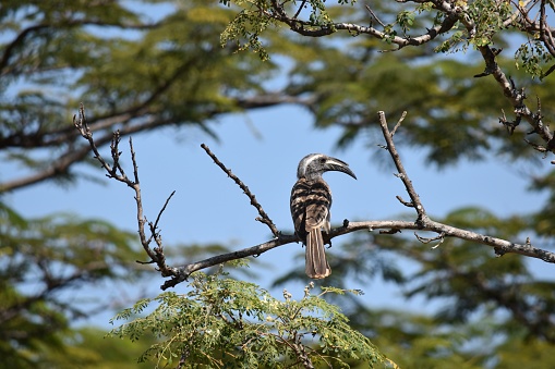 African Gray Hornbill perched in tree