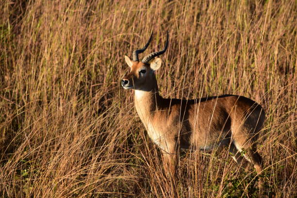 Puku Antelope Stock Photos, Pictures & Royalty-Free Images - iStock Puku Antelope Stock Photos, Pictures & Royalty-Free Images - iStock