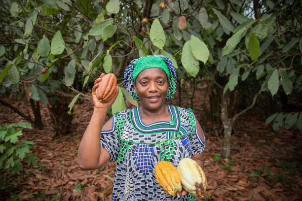 African farmer with freshly harvested cocoa pods from her plantation