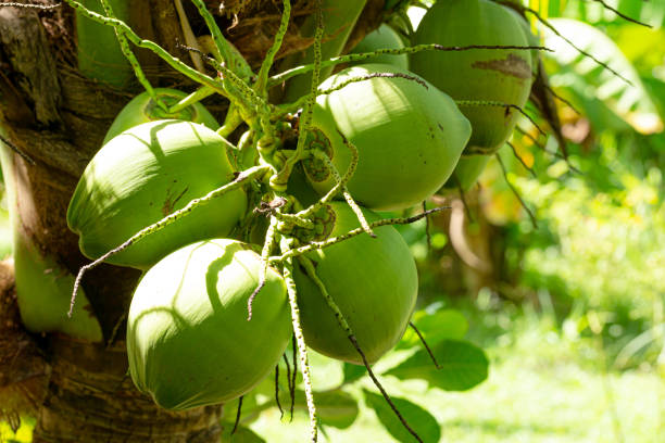 istock coconut on tree,Fresh coconut on the tree,Green coconuts hanging on tree 1406034635