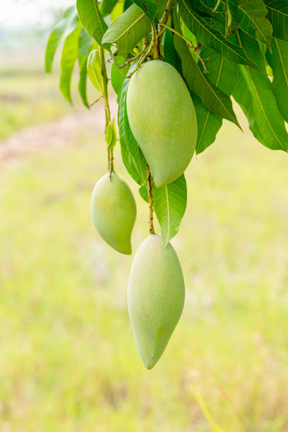 istock mango on the tree,Fresh green and yellow mangoes on a mango tree. Mangifera indica 1406034646
