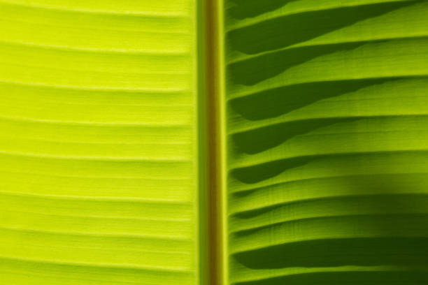 istock macro banana leaf texture,banana leaf background,Banana leaf texture background with rim light, tropical pattern concept, copy space 1406034701