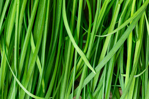 Chives macro,green onions feathers heap close up macro surface texture
