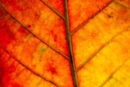 Orange macro leaf,Macro image of a leaf showing the amazing details in leaves and also the amazing colors found in them also,Backgrounds, Abstract Backgrounds, Leaf, Autumn, Nature