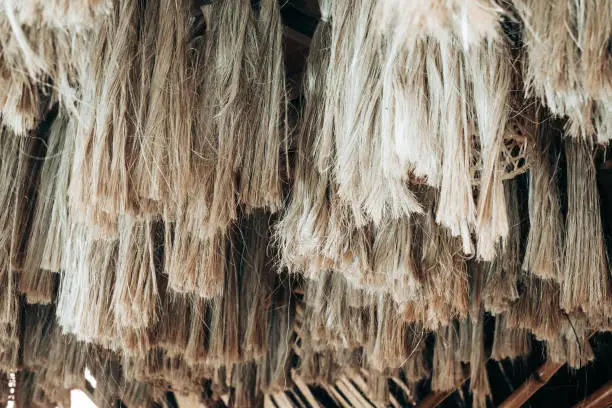 Photo of Array of hanging Abaca plant fibers, a natural leaf fiber, also called Manila hemp or Musa textilis from Banana tree leafstalk native to Philipines