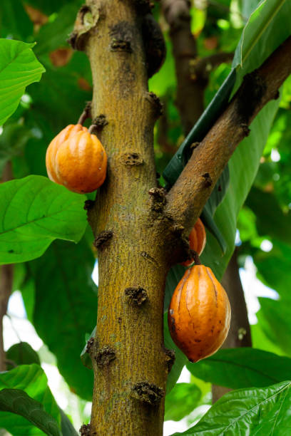 istock Orange color raw cocoa beans hanging on cacao tree in the forest 1406037248