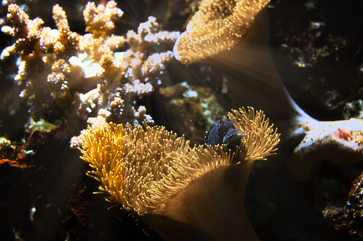 Corals and fish in saltwater aquarium. Observation of the underwater world. Animal and plants photo underwater