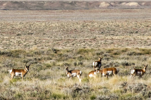 istock A small herd of pronghorns, Antilocapra Americana 1406037766
