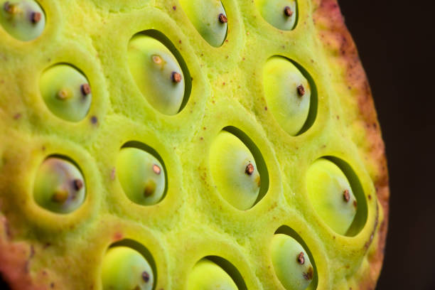 abstract leaf macro background: lotus seed head - lily nature flower macro imagens e fotografias de stock