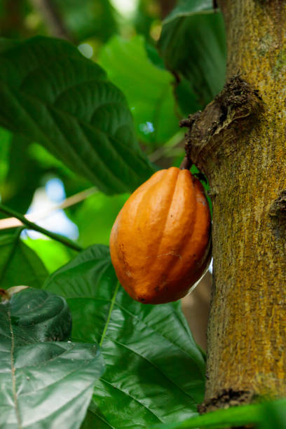 istock Orange color raw cocoa bean hanging on cacao tree in the forest 1406038045