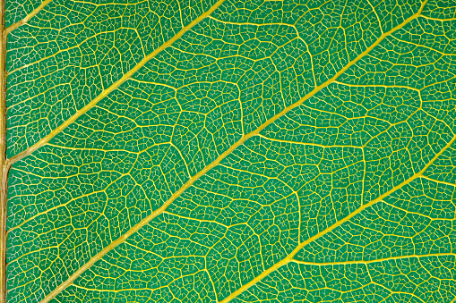 Abstract leaf macro background: Leaf veins
