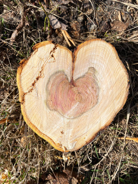istock Log in the shape of a heart. 1406038892