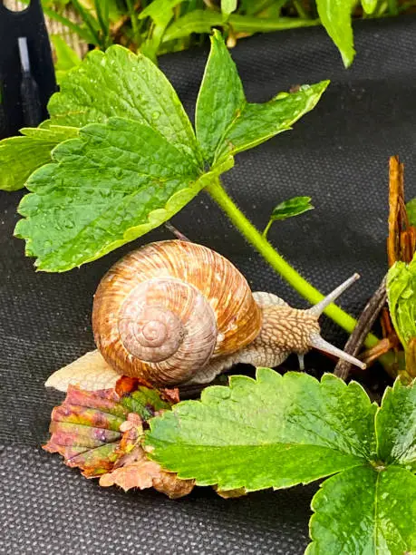 Photo of Slug in Strawberries.