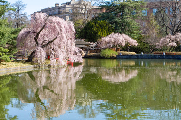 istock Japanese garden in spring with cherry blossoms 1406039060
