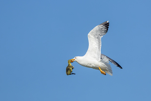 Flying yellow-legged gull with killed canada goose gosling against a blue sky.