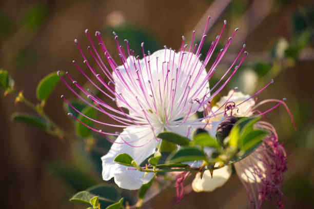 istock Plants during sunrise on Lachish hill in Israel 1406039822