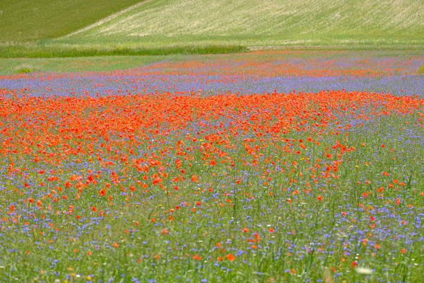 istock Multicolored field in Castelluccio di Norcia 1406041226