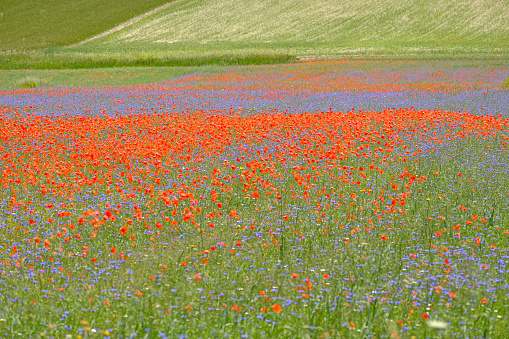 Beautiful field of flowering poppies on a background of mountains. Beautiful Nature Of Armenia, Province Lori.