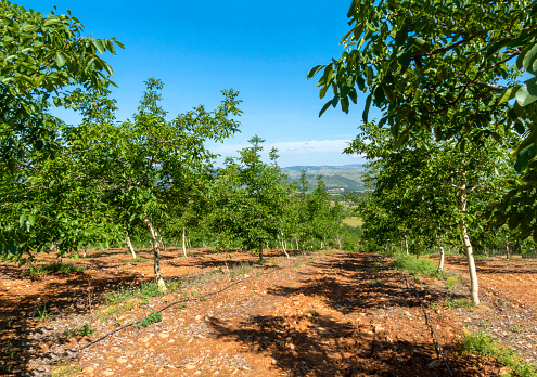 Cultivation field of almond trees arranged in rows, on a hot summer afternoon.