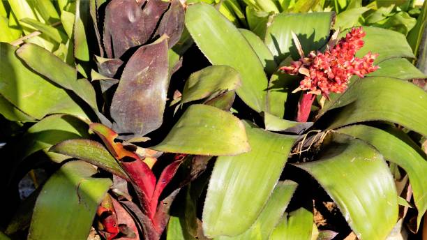 Aechmea fulgens plant with flowers. Beautiful ornamental and decorative plant. Aechmea fulgens plant with flowers. Beautiful ornamental and decorative plant. Spotted in ooty botanical garden. autotroph stock pictures, royalty-free photos & images