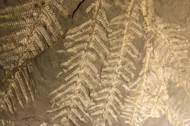 istock Imprint of leaf on rock. Stone texture. Archaeological background 1406042569