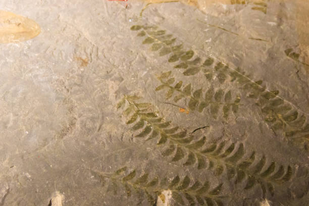 istock Imprint of leaf on rock. Stone texture. Archaeological background 1406042573