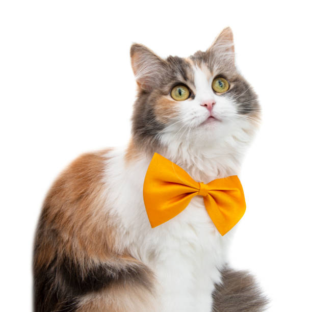 istock Cute funny fluffy cat beautiful with  bow tie isolated on the white background 1406044081