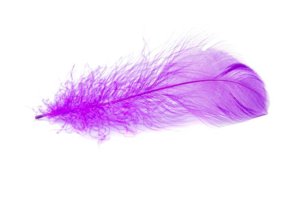 istock Elegant feather fluffy soft isolated on the white background 1406045037