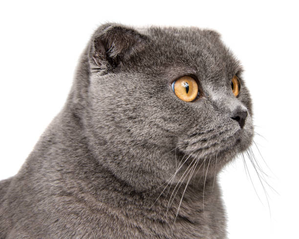 istock British gray cat portrait isolated on the white background 1406045147