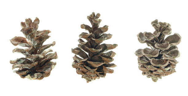 istock pine cones of conifer plants.Isolated on a white background. for card, wrap, invitation. 1406045148