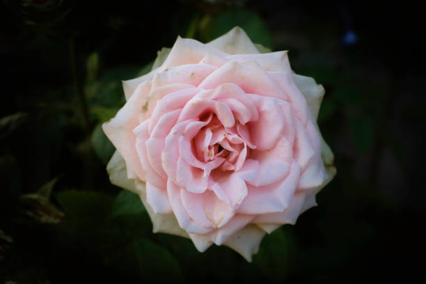 istock Rose flower. Imperfect Rose Flower. Withered Rose 1406045348